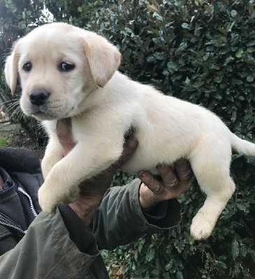 CHIOT collier bleu 