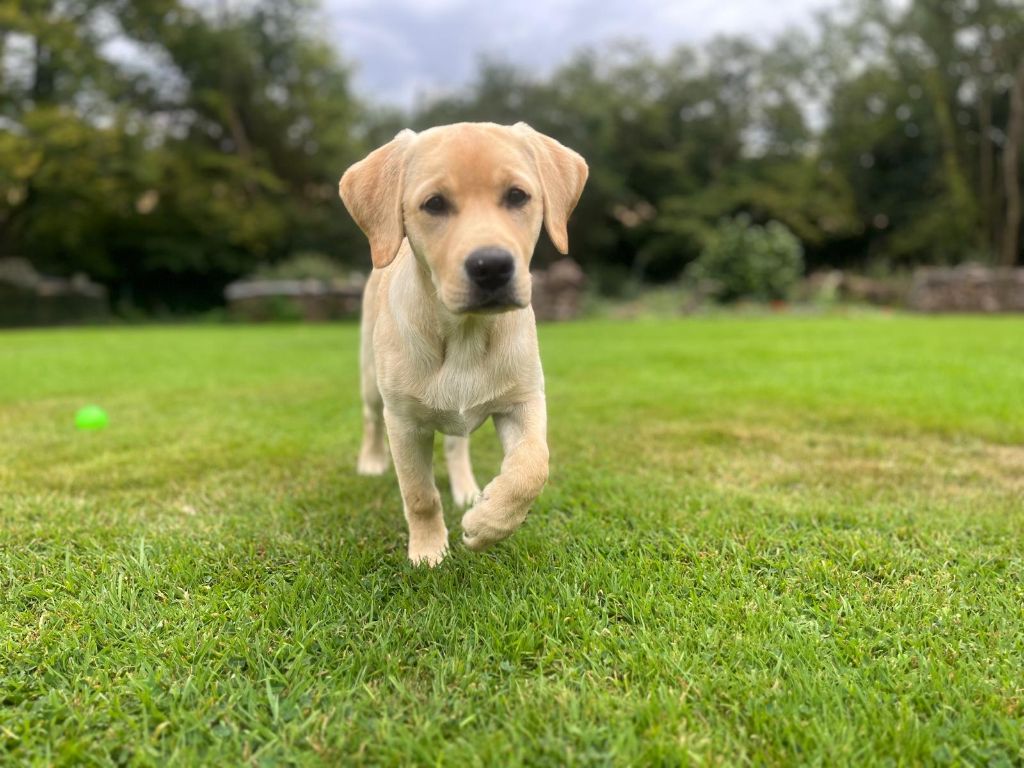 Chiots disponibles