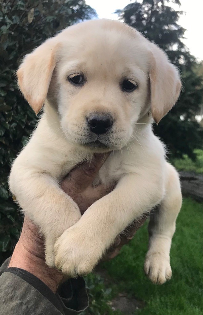 CHIOT collier bleu 