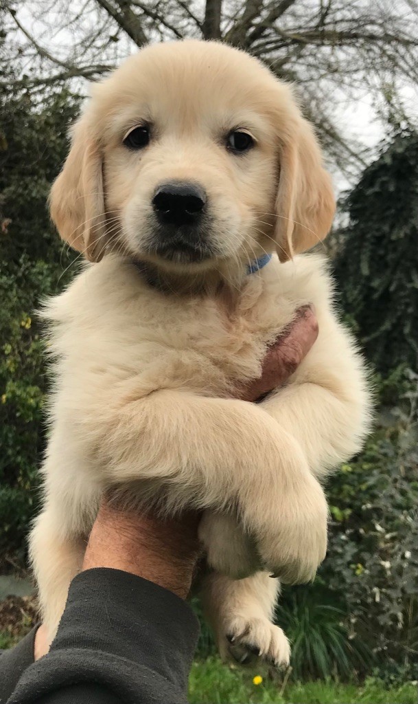 Du Pays Du Mont Saint Michel - Chiots disponibles - Golden Retriever