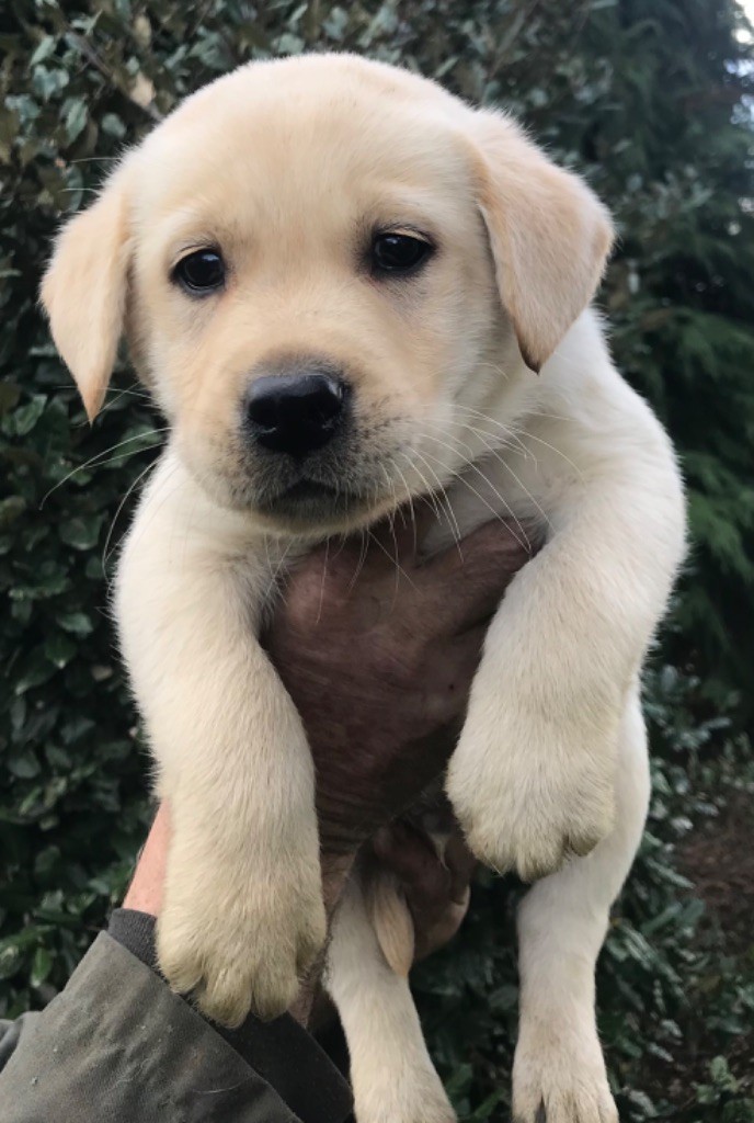 Du Pays Du Mont Saint Michel - Chiots disponibles - Labrador Retriever