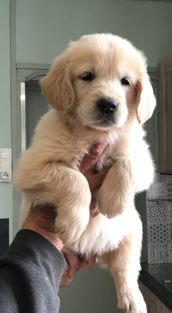 Du Pays Du Mont Saint Michel - Chiots disponibles - Golden Retriever