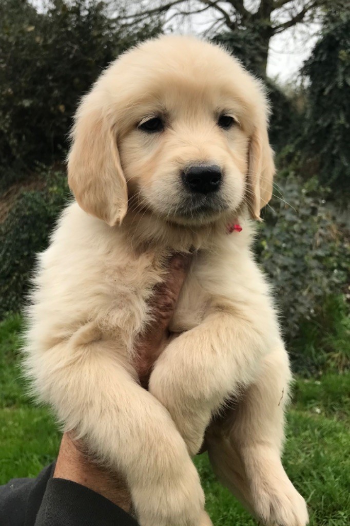 Du Pays Du Mont Saint Michel - Chiots disponibles - Golden Retriever