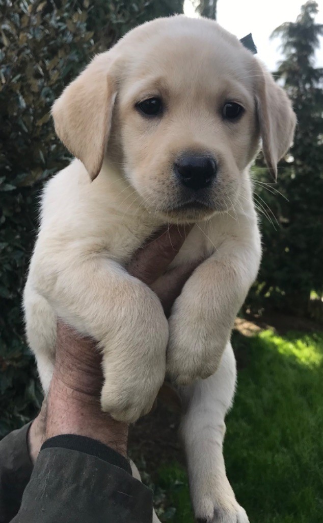 Du Pays Du Mont Saint Michel - Chiots disponibles - Labrador Retriever