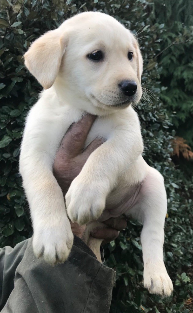 Du Pays Du Mont Saint Michel - Chiots disponibles - Labrador Retriever