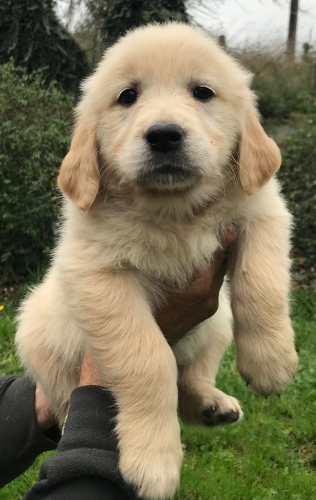 Du Pays Du Mont Saint Michel - Chiots disponibles - Golden Retriever