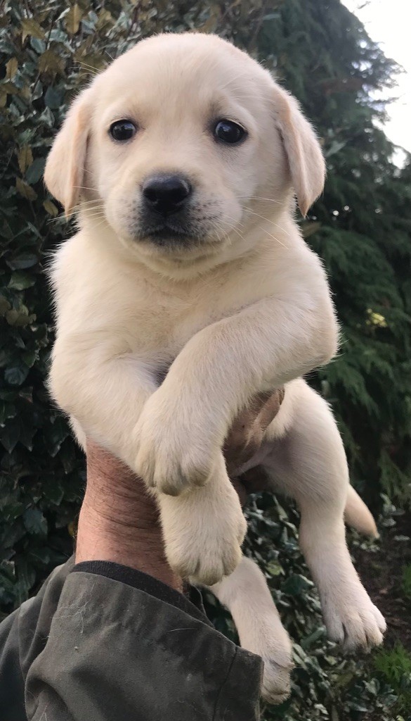 CHIOT collier argenté brillant 