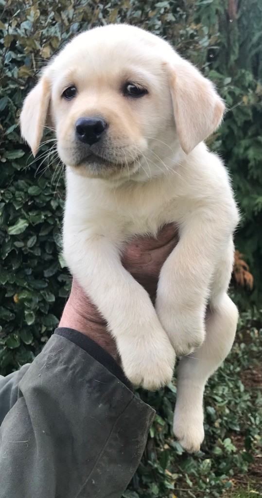 Du Pays Du Mont Saint Michel - Chiots disponibles - Labrador Retriever